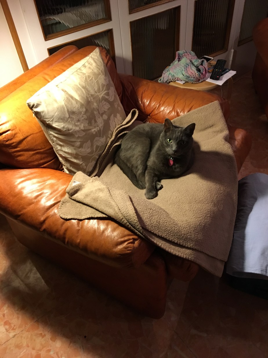 Still Life With Cat&nbsp;Studio